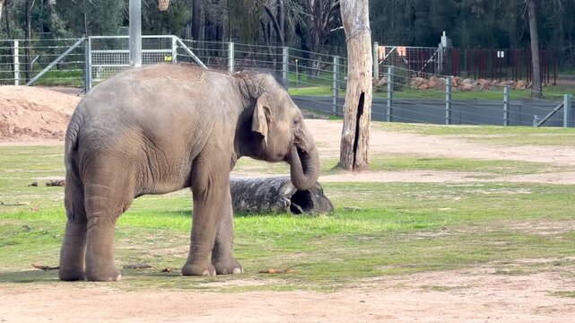Asian Elephant Standing in Grassy Enclosure at Taronga Western Plains Zoo
