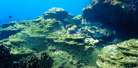 Underwater photo of Trevally fish hunting in a school of Glassfish. From a scuba dive in the south Andaman Sea. Thailand. Indian Ocean. © Johan