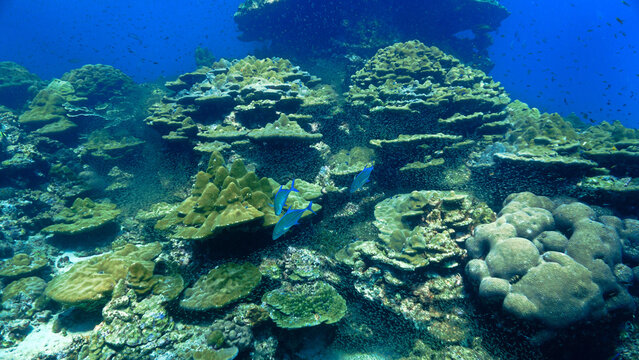 Underwater photo of Trevally fish hunting in a school of Glassfish. From a scuba dive in the south Andaman Sea. Thailand. Indian Ocean.
