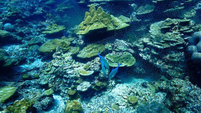 Underwater photo of Trevally fish hunting in a school of Glassfish. From a scuba dive in the south Andaman Sea. Thailand. Indian Ocean.
