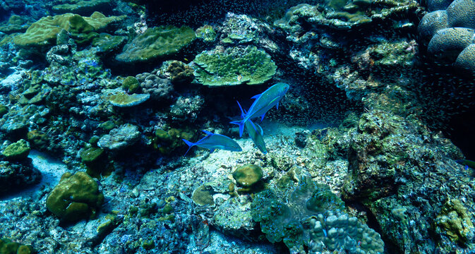 Underwater photo of Trevally fish hunting in a school of Glassfish. From a scuba dive in the south Andaman Sea. Thailand. Indian Ocean.