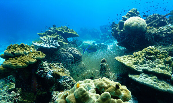 Underwater photo of Trevally fish hunting in a school of Glassfish. From a scuba dive in the south Andaman Sea. Thailand. Indian Ocean.