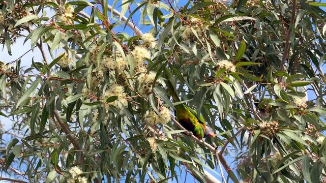 Rainbow Lorikeet Feeding on Eucalyptus Tree Blossoms in Australia
