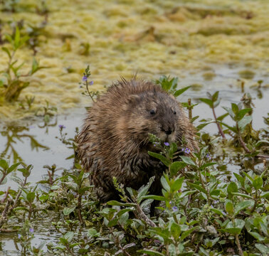Baby Muskrat