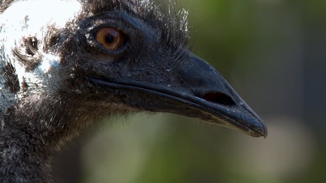 Extreme Close Up of Australian Emu Head and Eye