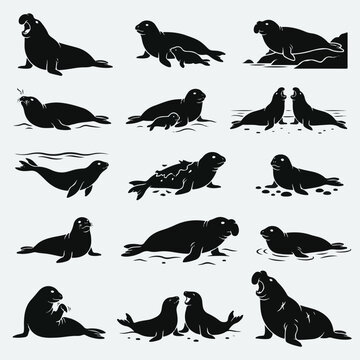 Diverse Seal Silhouettes Collection for Marine Life Graphics
