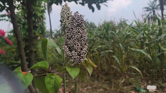 sorghum plants or Sorghum bicolor, which start bearing clustered seeds