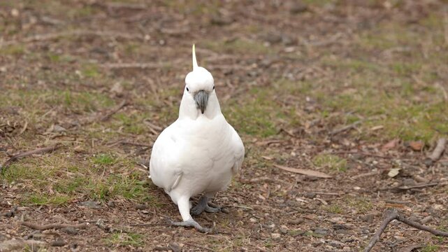 Sulphur-Crested Cockatoo Walking on Forest Floor in Blue Mountains
