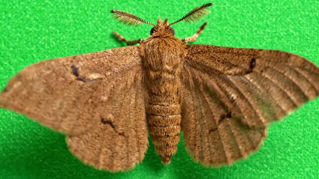Macro close up shot of a large brown moth flapping its detailed wings continuously against a bright green screen background