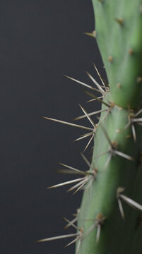 Macro shot of cactus thorns and spines. Close up of plant parts showing sharp botanical detail.