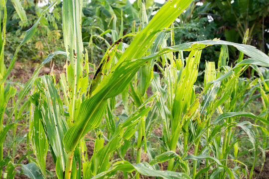 Corn plant damaged by insect pest larva caterpillar attack, eaten green leaf holes, agricultural crop disease destruction threat, close up field farm view.
