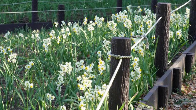 春の訪れを感じさせる公園の水仙の花壇