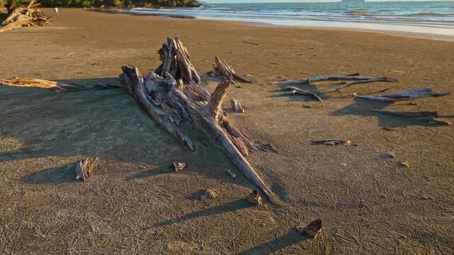 big Pine Tree Remains Along the Shoreline. A dramatic coastal landscape featuring giant driftwood, exposed roots, and ancient fallen trees shaped by continuous shoreline erosion and ocean wave action