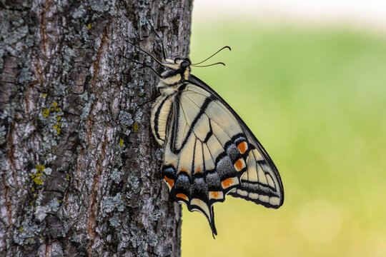 Close-up profile of an Eastern Tiger Swallowtail butterfly (Papilio glaucus) showing intricate wing patterns, orange spots, and antennae, resting on a textured tree trunk.