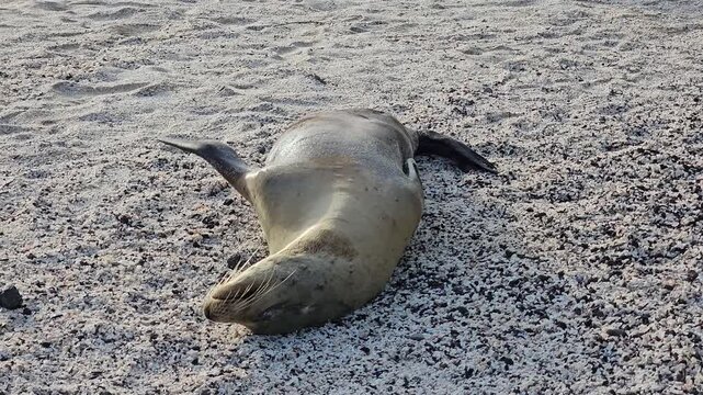 Adorable sea lion laying on back on sandy Galapagos Islands beach