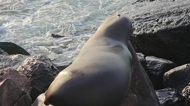Sleeping sea lion on rock getting awaken by splashing ocean waves