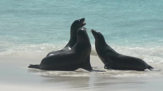 Young sea lions on sandy beach playing with each other while ocean waves roll in