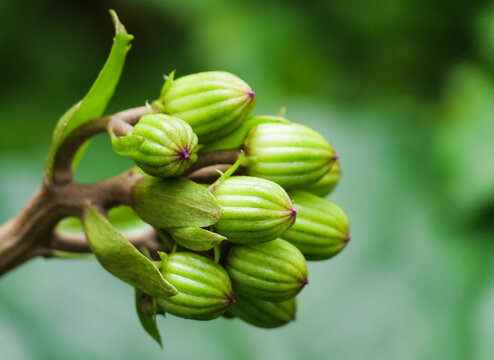 Close-up of the unripe fruit of Polygonatum with flowers
