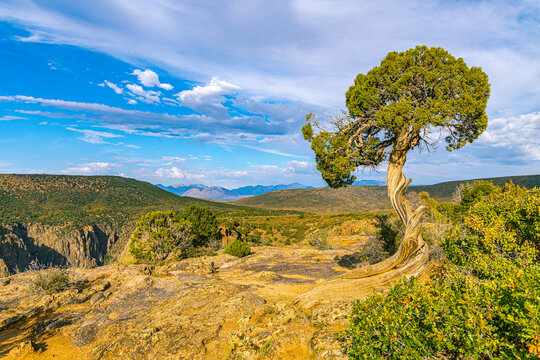 Gnarled ancient juniper tree growing on the rocky rim overlooking the vast landscape of Black Canyon of the Gunnison.