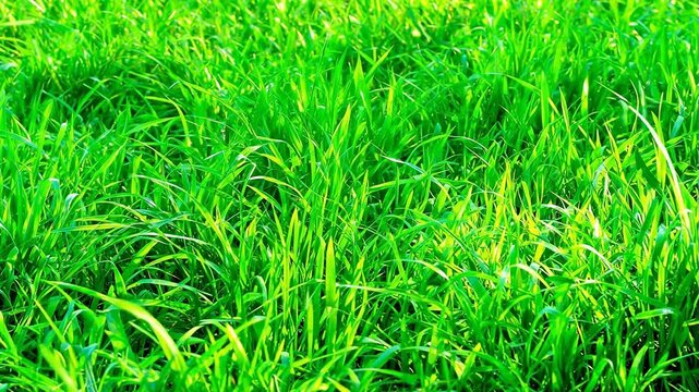 Close-up of vibrant green grass swaying gently in the breeze under warm sunlight