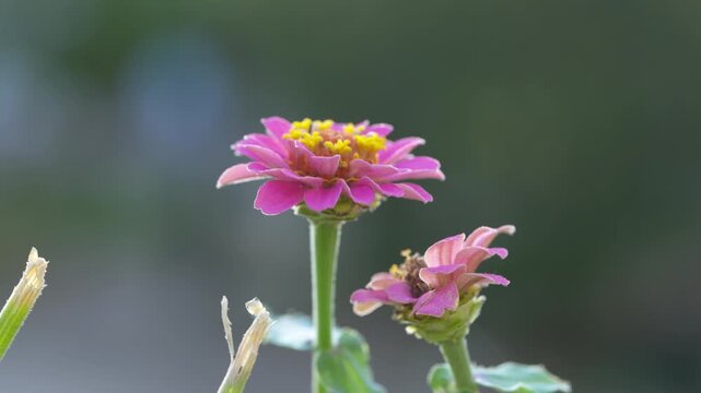 Zinnia garden