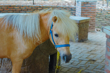 A Sandalwood pony horse also known Kuda Sumbawa with a white mane standing in an enclosure. Cute pony with a blue halter. © edy waluyo