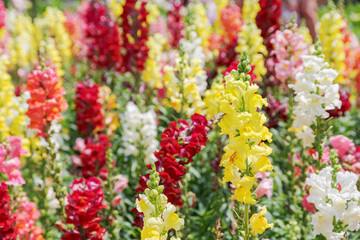 Obraz premium Colorful dragon flowers (Antirrhinum) on nature background
