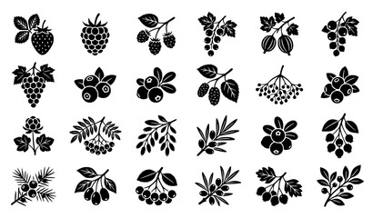 Botanical berry silhouette icon set with grapes currants strawberry raspberry and forest fruit vector collection isolated on white background © MdShojib