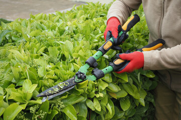 Fototapeta premium Gardener trims hedge with pruning shears in backyard