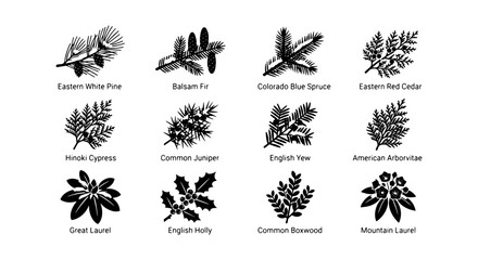 Coniferous and Broadleaf Evergreen Plant Vector Icons, Botanical Illustrations Set © Farjana