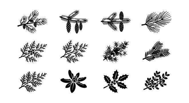 Botanical Vector Illustrations: Pine, Fir, Holly, and Fern Sprigs, Hand-Drawn Style