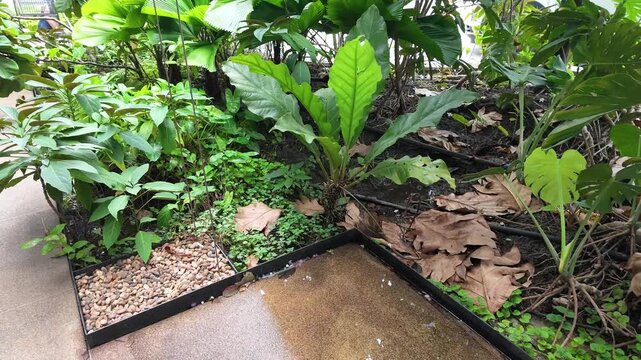 Lush Tropical Garden Design with Green Foliage and Landscaped Border
