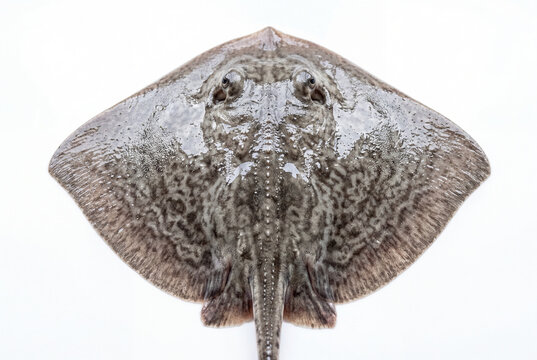 Top view of fresh skate fish isolated on white surface