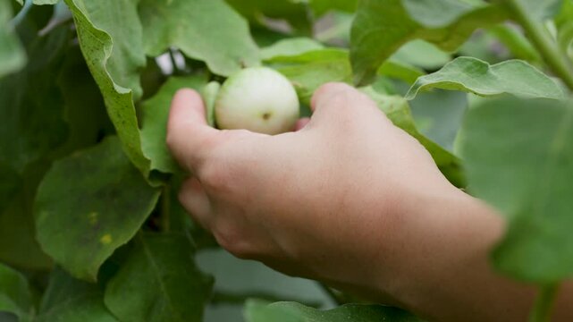 Asian Hand Picking Organic Eggplant in a Vegetable Garden