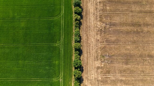 Two Adjacent Farm Plots Lush and Barren as Grass Is Greener Metaphor