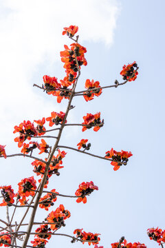 Red kapok flowers in full bloom on the branches in spring