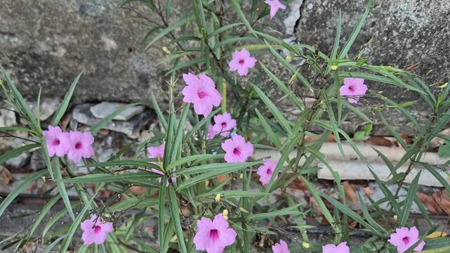Close-up of pink Ruellia Simplex flowers blooming in the garden on a background of green leaves.