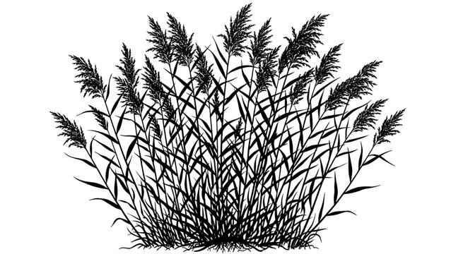 CAD tree lines,  grass Black reed silhouette vector illustration, wild pampas grass bush on white background, botanical marsh plant decorative element for landscape design vector