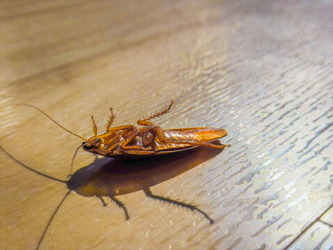 Dead cockroach lying on its back on a wooden floor surface, depicting pest control and household hygiene