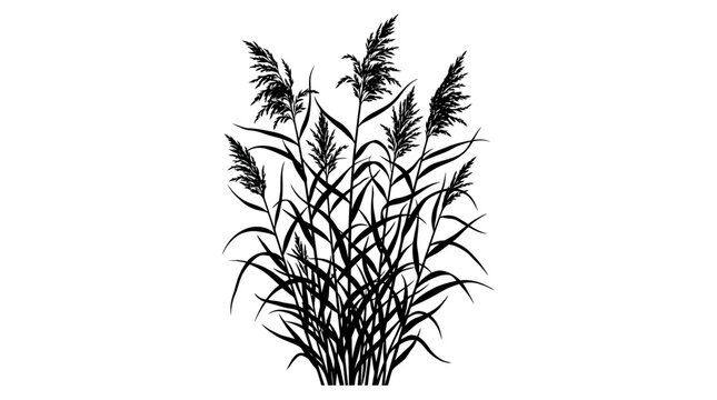 CAD tree lines,  grass Black silhouette of common reed plants, wild pampas grass vector illustration, aquatic marsh vegetation isolated on white background vector