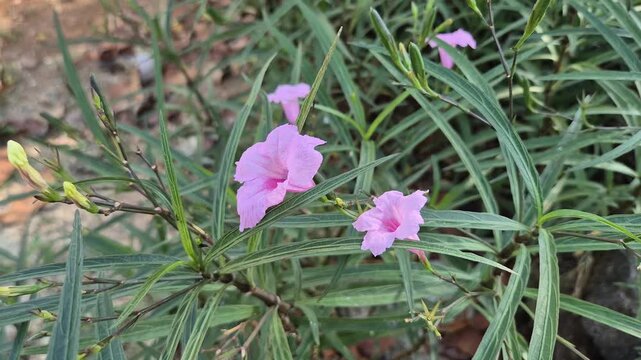 Close-up of pink Ruellia Simplex flowers blooming in the garden on a background of green leaves.