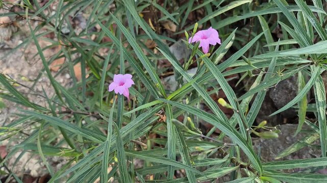 Close-up of pink Ruellia Simplex flowers blooming in the garden on a background of green leaves.