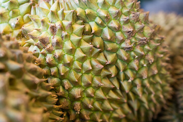 Fresh durian fruit from the durian garden for sale in the local market of Thailand. Smelly exotic fruit. Reputation with intense aromas. © Dontree