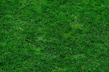 Obraz premium Green grass lawn texture background. Above view of green grass ground in garden. Grass field in spring season. Nature background. Green grass background for eco and sustainable environment concept.