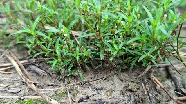 Dense Small Green Plants Sprouting From Sandy Soil