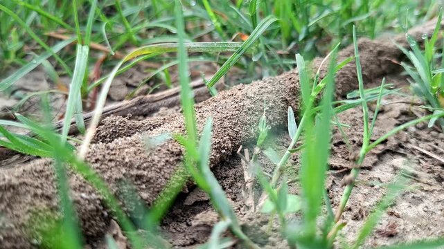 Termite Mud Tunnel Passing Through Green Turf Blades