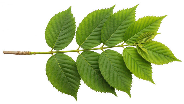 Fresh green serrated leaves isolated on white background with isolated