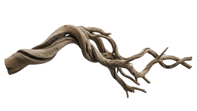 Twisted bare tree branch isolated on white background with weathered