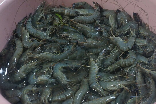 fresh raw prawn