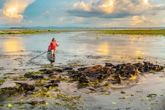 A lone figure propels a small boat through shallow waters adorned with water lilies and reeds, under a dramatic sky with warm light reflecting on the serene landscape.